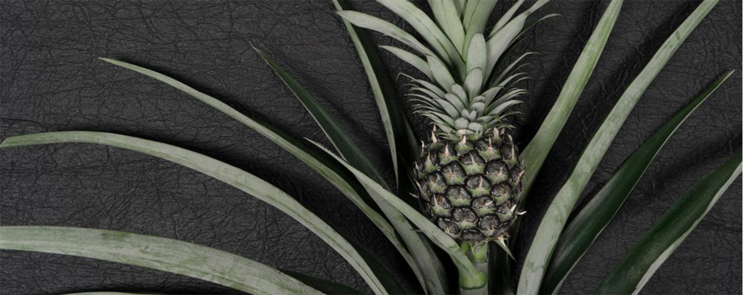 A pineapple with its leaf with a leather background